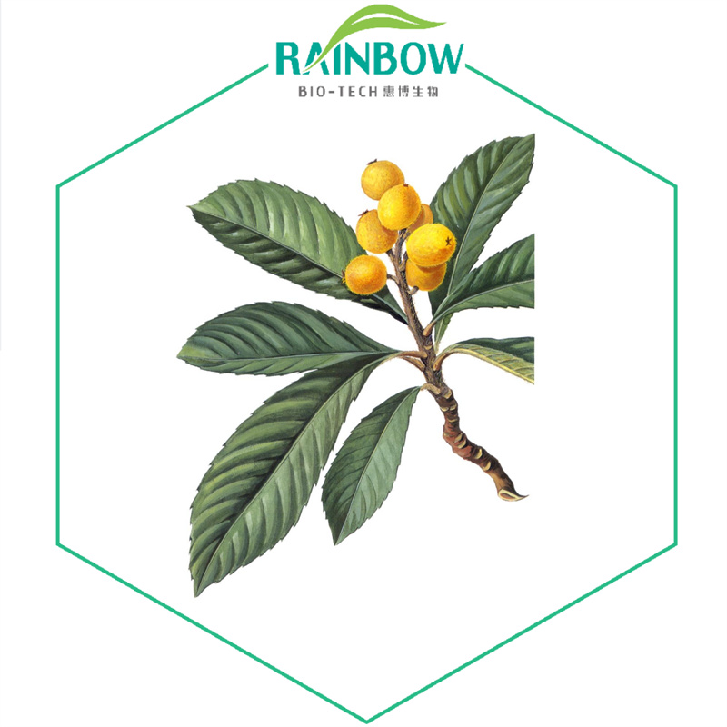 Loquat leaf