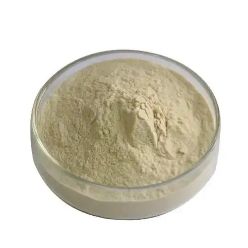 菊苣根3